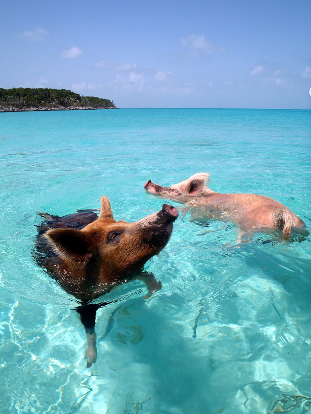 A ilha dos porcos nadadores nas Bahamas 
